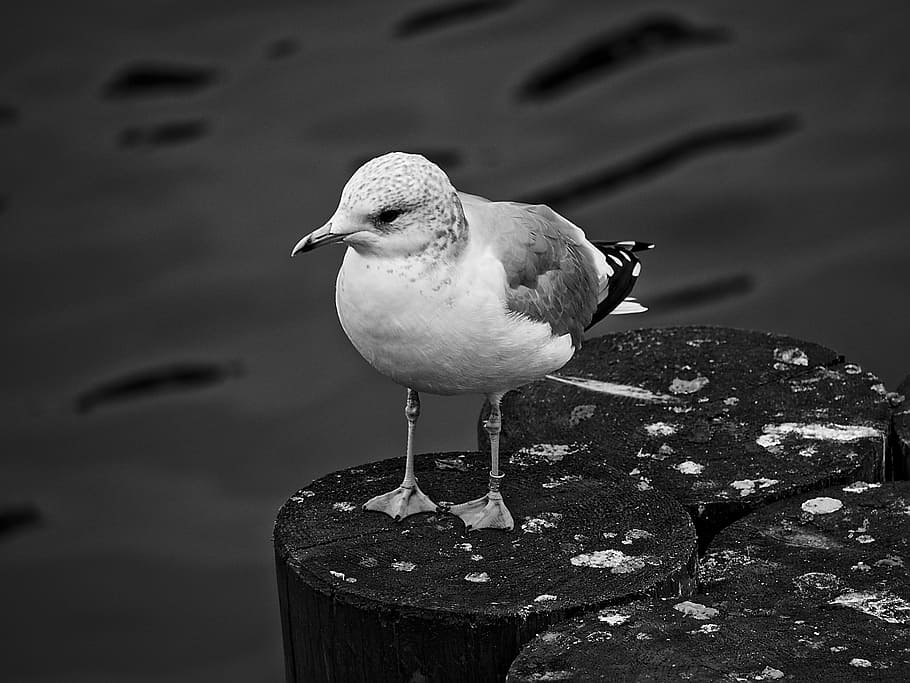seagull, bird, standing, water, ocean, pier, wood, pole, looking HD wallpaper