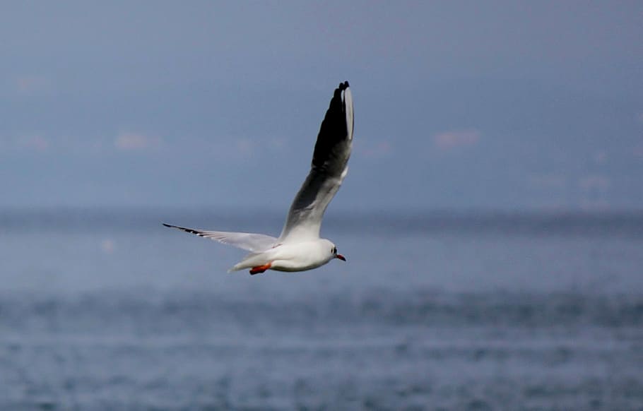 gull, flight, fly, wing, lake, sky, animals in the wild, animal wildlife HD wallpaper