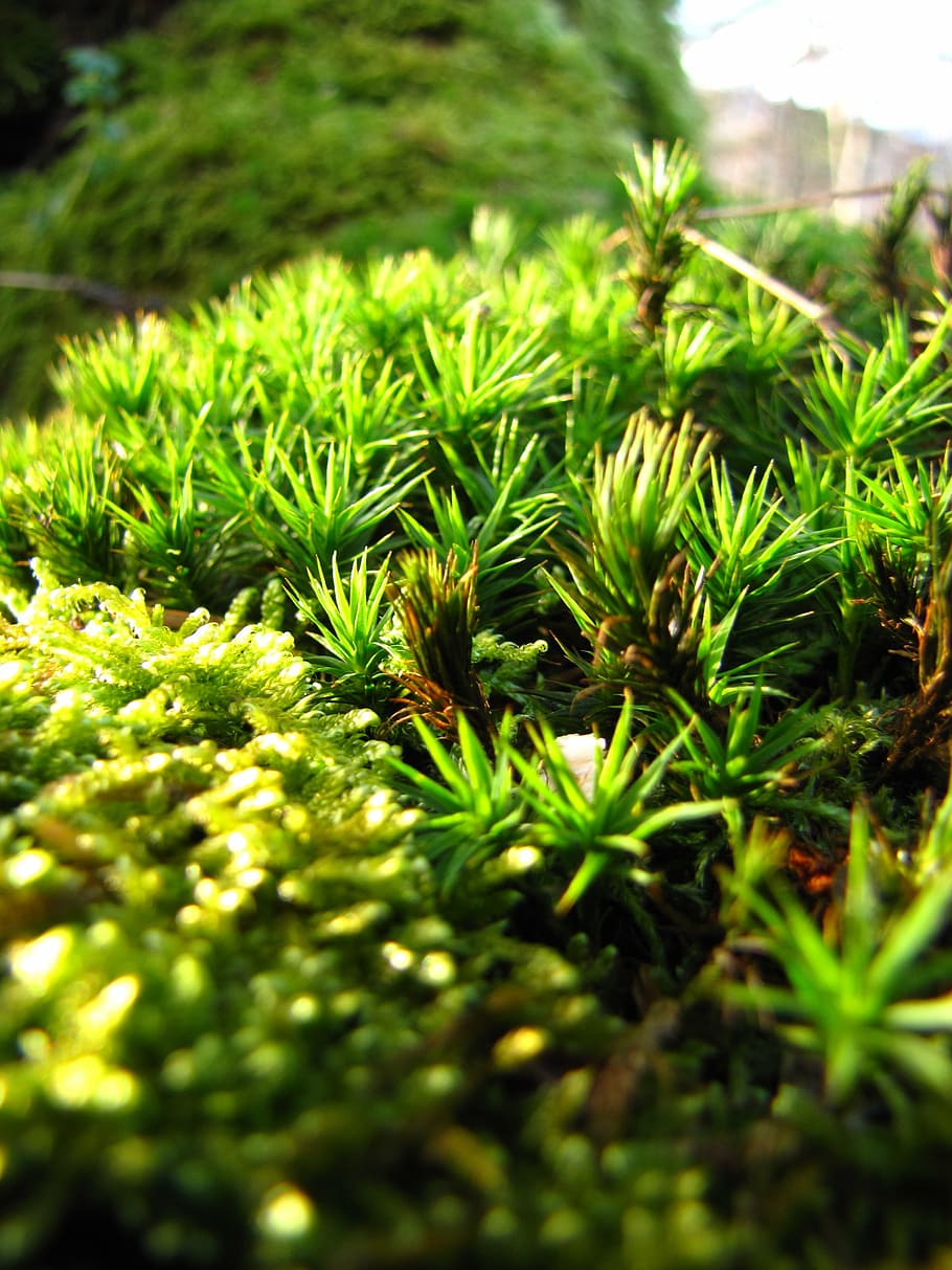 moss, forest, autumn, green, nature, macro, color, plant, green color HD wallpaper