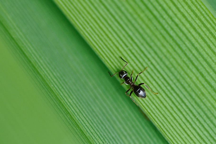 Ant, Insect, Macro, green, nature, animal, close-up, green Color HD wallpaper