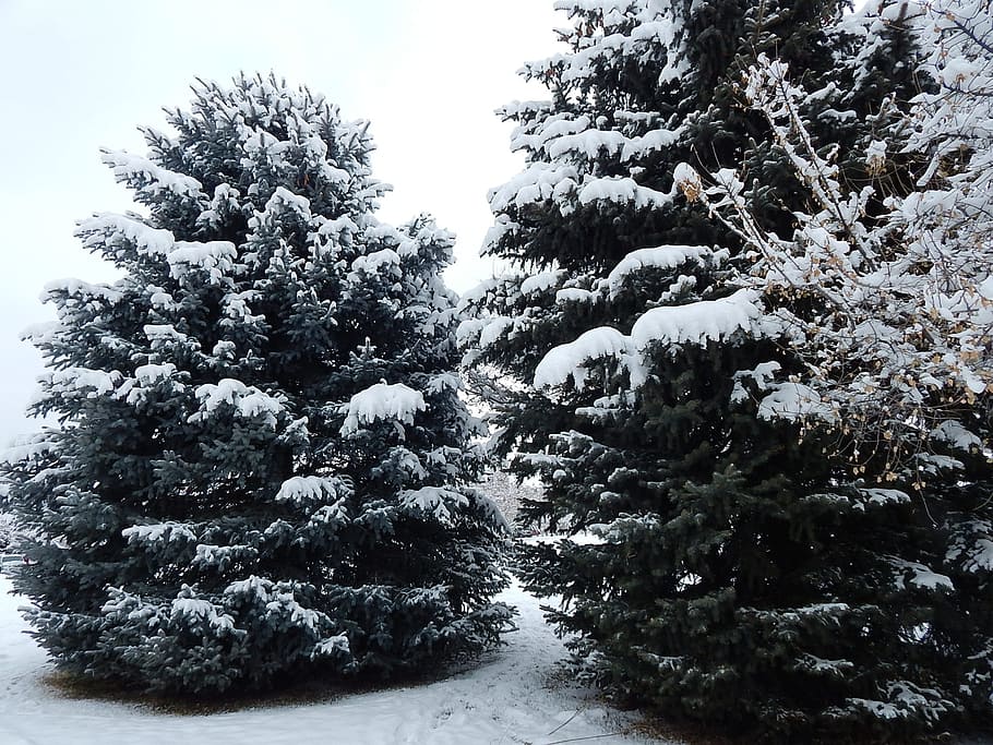 winter, snow, christmas, plant, tree, cold temperature, growth HD wallpaper