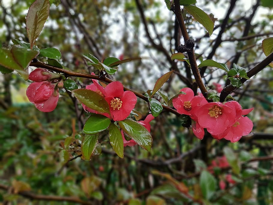 spring, flowers, chaenomeles, shrubs, plant, growth, beauty in nature HD wallpaper