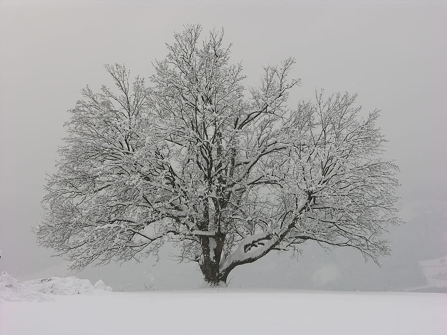 winter, tree, wintry, mood, snow landscape, snowy, frost, fog HD wallpaper