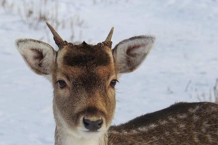 spotted deer on snowfield, roe deer, young-stag, fallow deer HD wallpaper