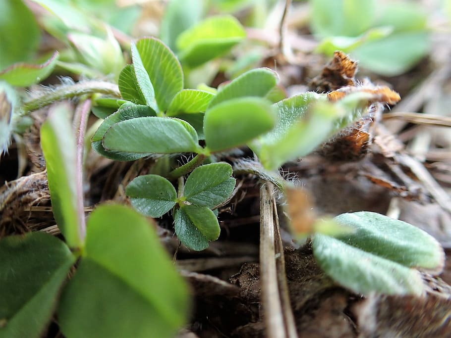 Spring, Green, Green, Growth, Nature, leaf, green color, plant HD wallpaper