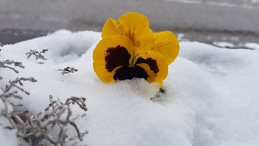 Violet, Snow, Altaussee, Spring, yellow, flower, nature, fragility HD wallpaper