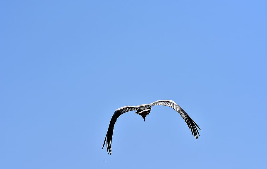 Stork, Bird, Fly, Plumage, Nature, animal world, wing, monkey mountain salem HD wallpaper