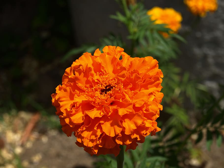 flowers, garden, flowering plant, fragility, vulnerability HD wallpaper