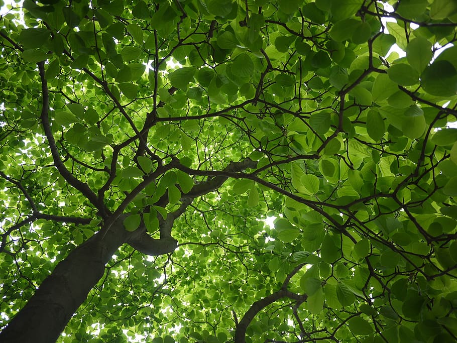 tree, sunlight, peaceful, leaf, green, natural, outdoor, summer HD wallpaper