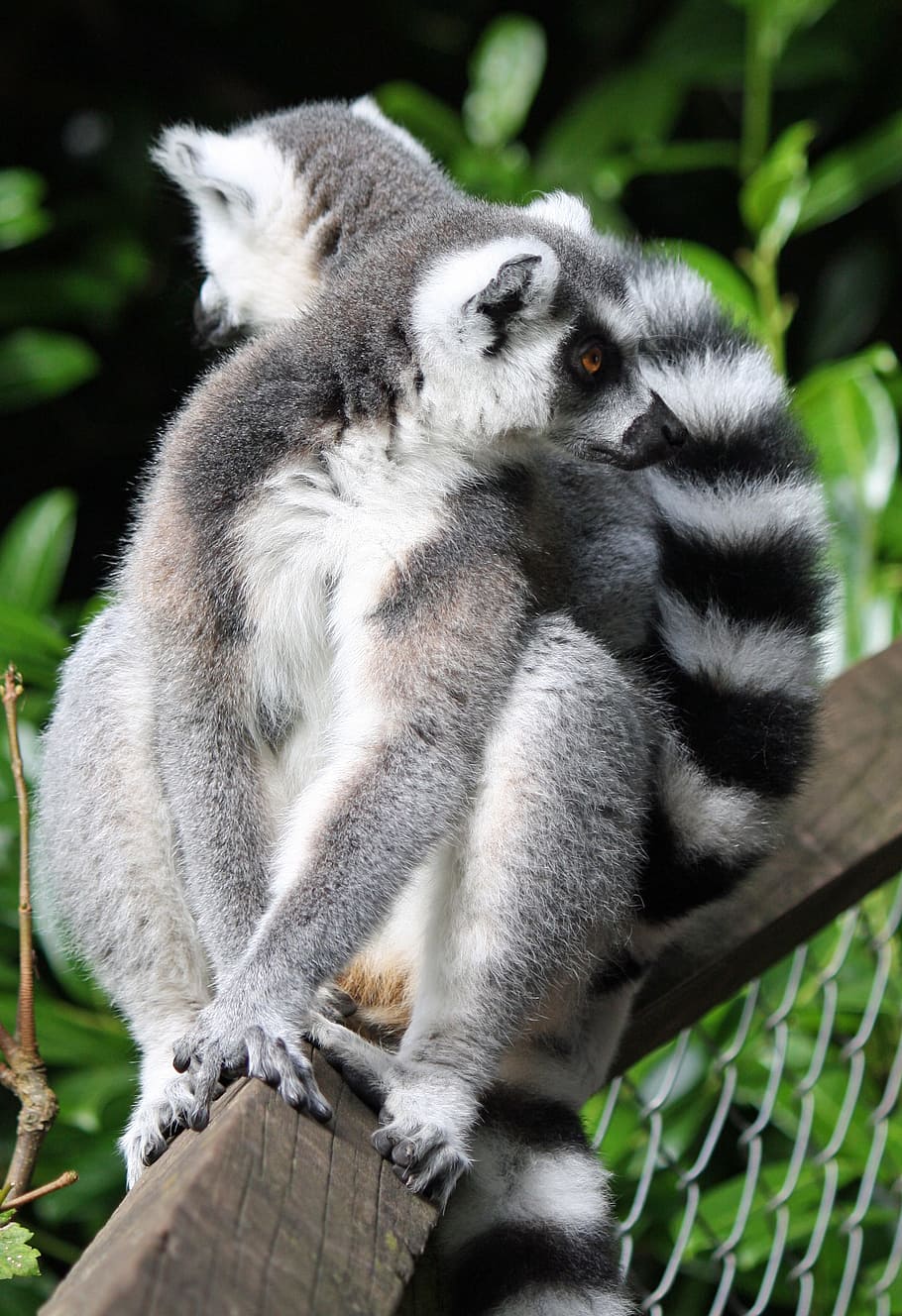 lemur, lemurs, ring-tailed, ring-tailed lemur, primate, cute HD wallpaper