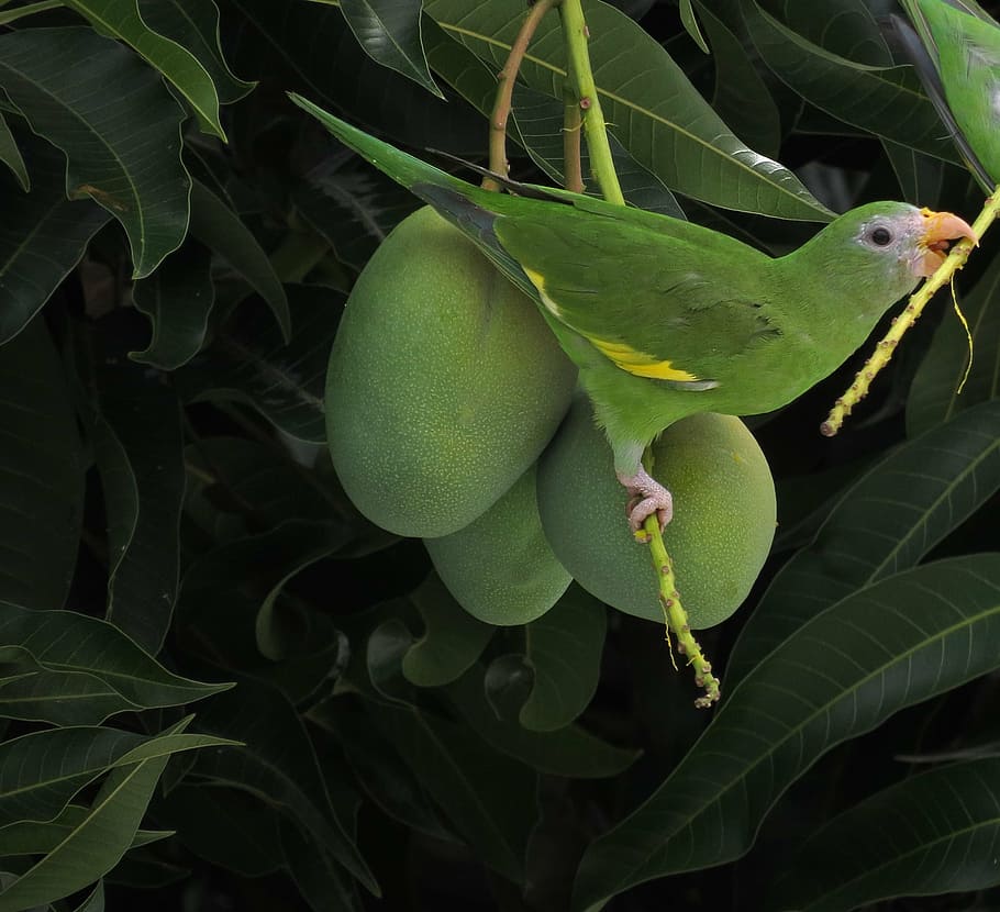 bird, parakeet, mango, tropic, brazil, wild life, plant part HD wallpaper
