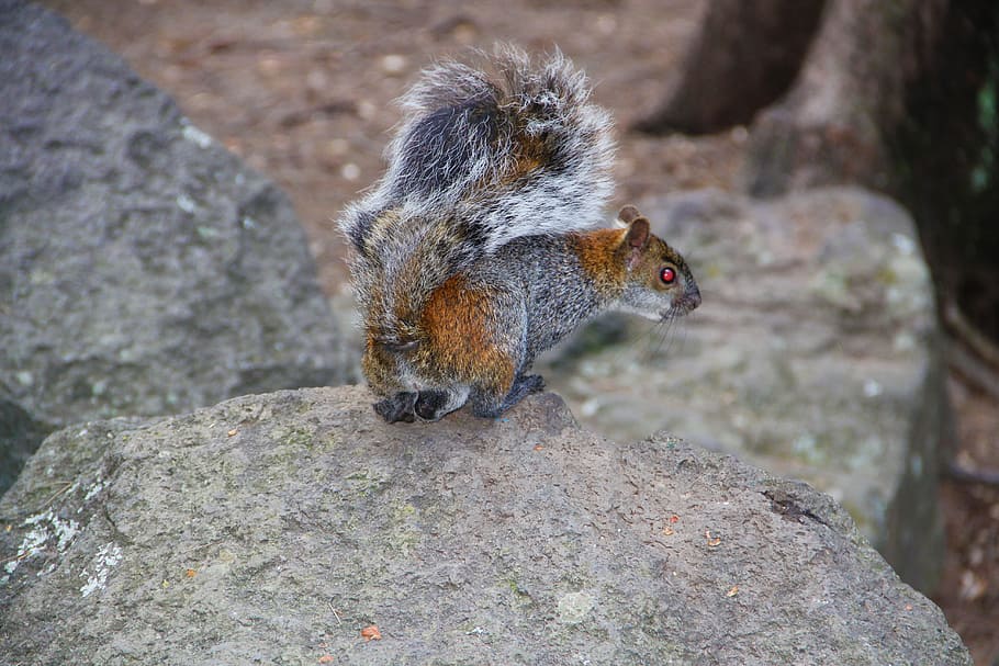 squirrel, hunting, green, mount, plateau, view, trees, mountain HD wallpaper