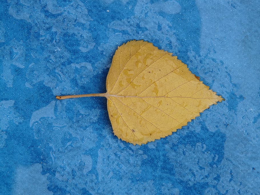 Poplar, Leaf, Yellow, Fall Color, poplar leaf, leaves, black poplar leaf HD wallpaper