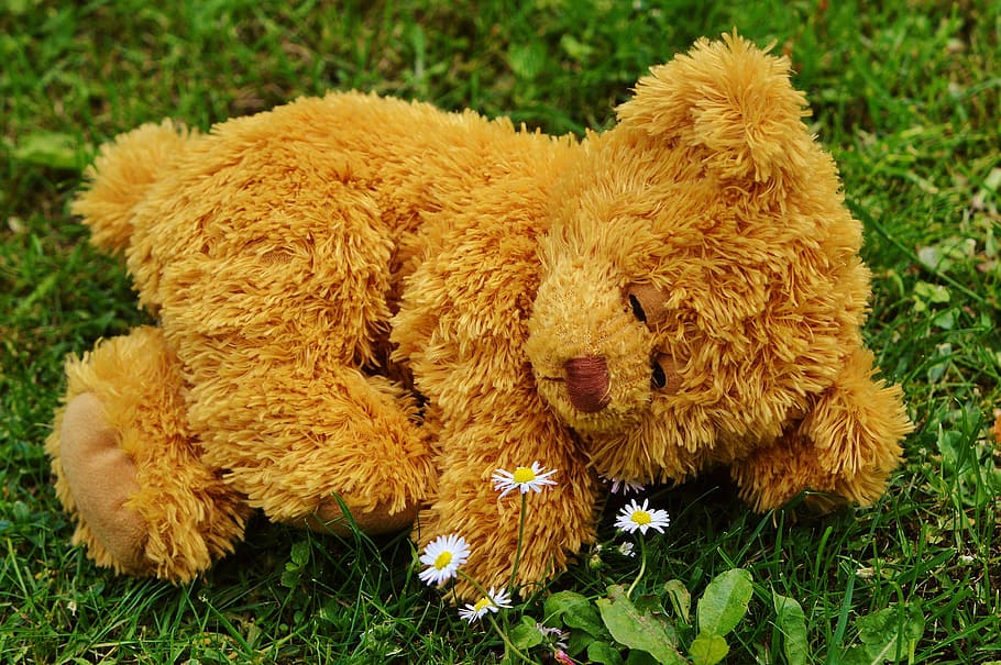 brown bear plush toy on green on grass, teddy bear, bears, stuffed animal, HD wallpaper