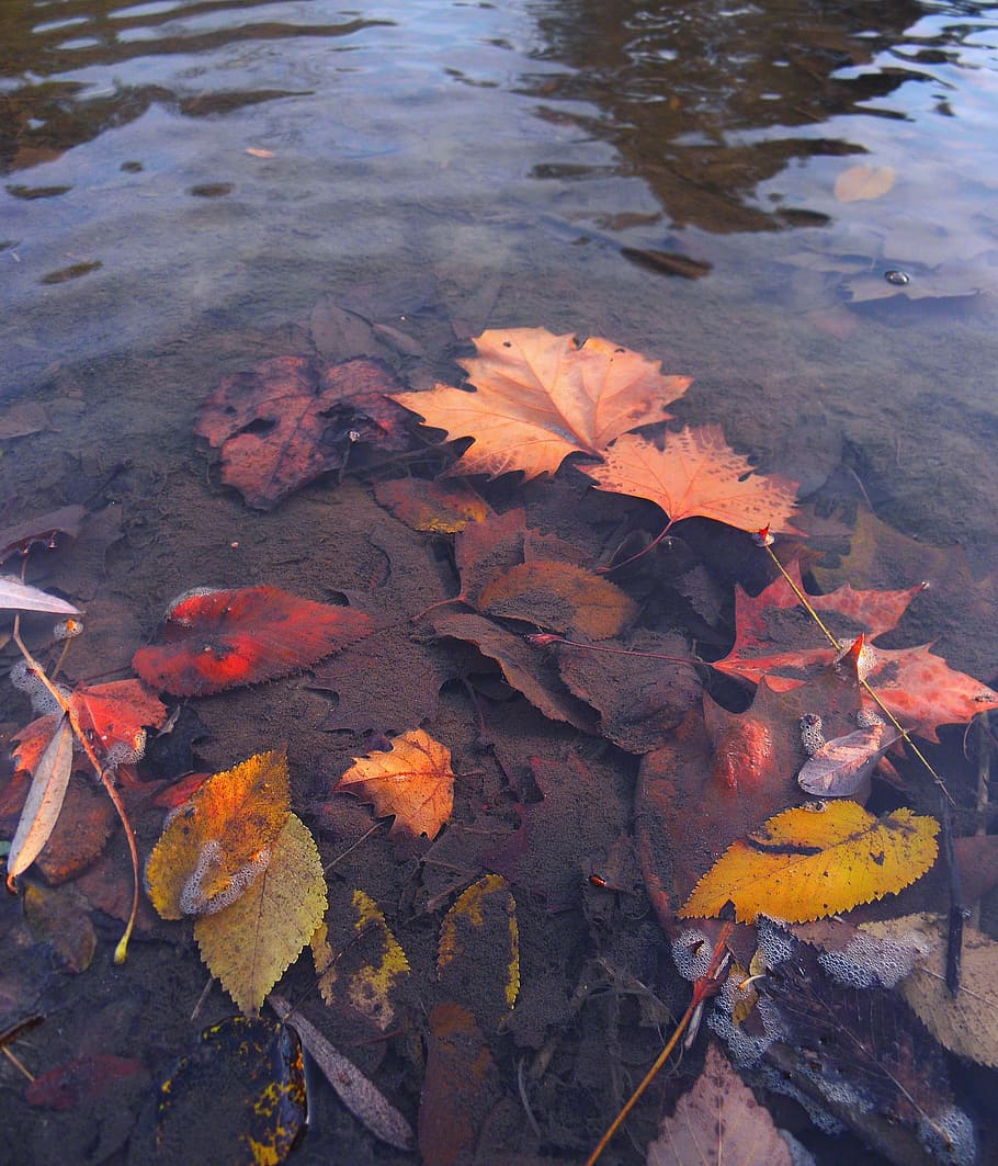 leaf, fall, water, pool, lake, river, nature, park, season HD wallpaper
