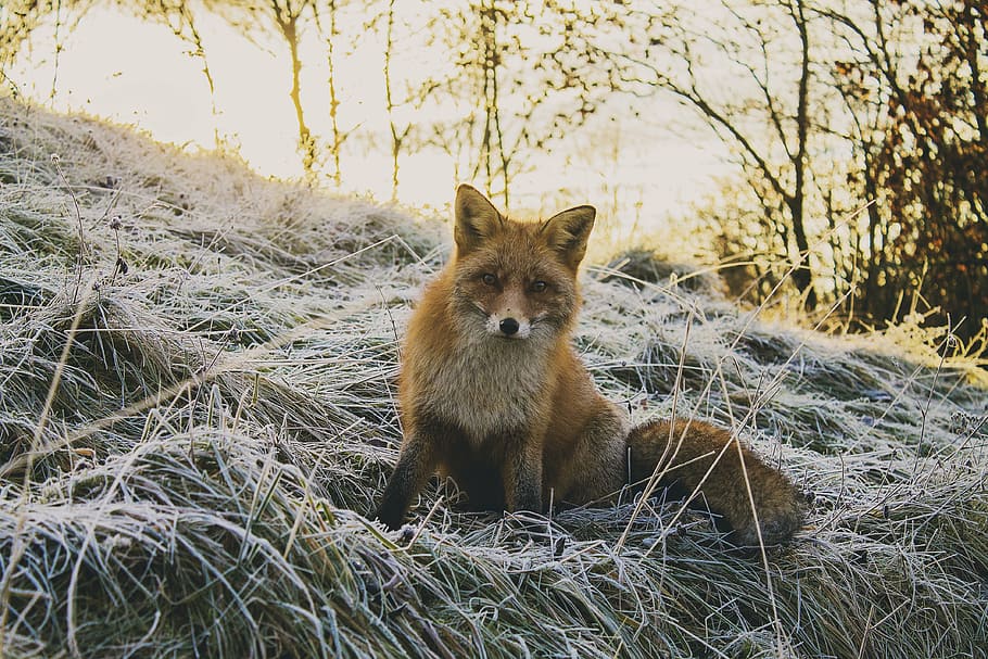 fox on grass field during daytime, animal, forest, nature, wildlife HD wallpaper