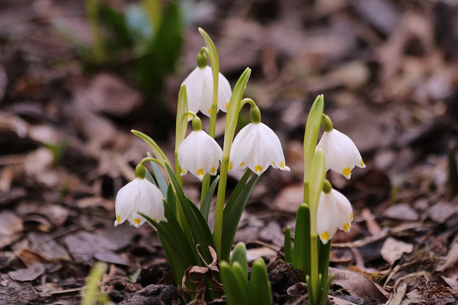 snowflake, flower bulbs, spring, flowering plant, vulnerability HD wallpaper