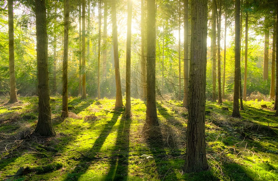 green tree, forest, sun, shadow, yellow, nature, landscape HD wallpaper