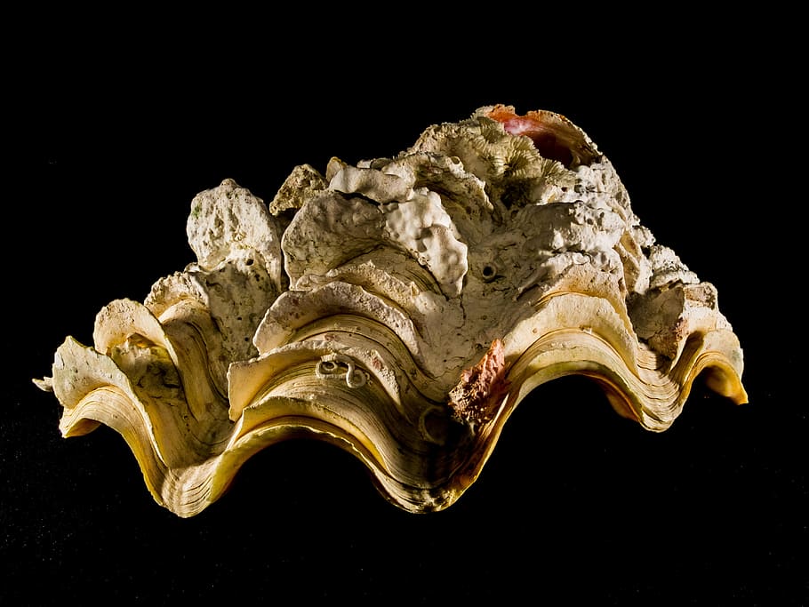 shell, limescale, close, black background, studio shot, indoors HD wallpaper