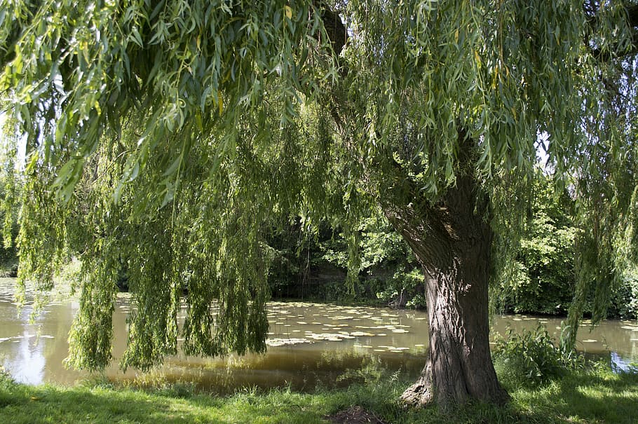 Tree, Water, Lake, Landscape, river, nature, pond, calm, leaves HD wallpaper