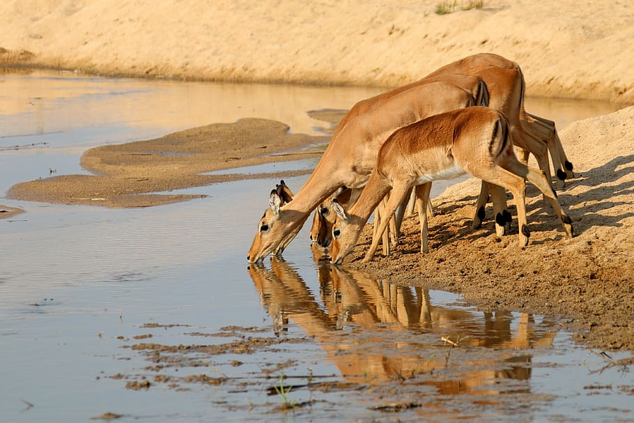 three brown deer drinking water, gazelle, antelope, kudu, africa