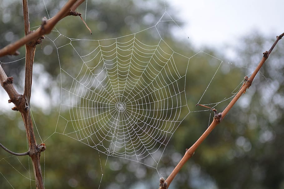 Cobweb, Spider, Spider, Web, spider Web, nature, dew, drop HD wallpaper