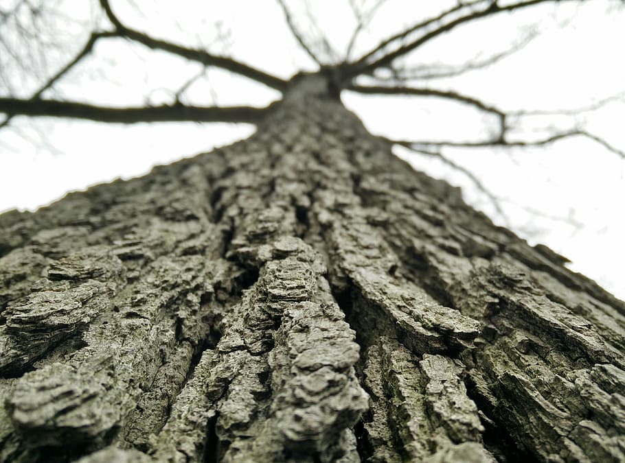 plant, tree, bark, natural, material, texture, structure, wooden HD wallpaper