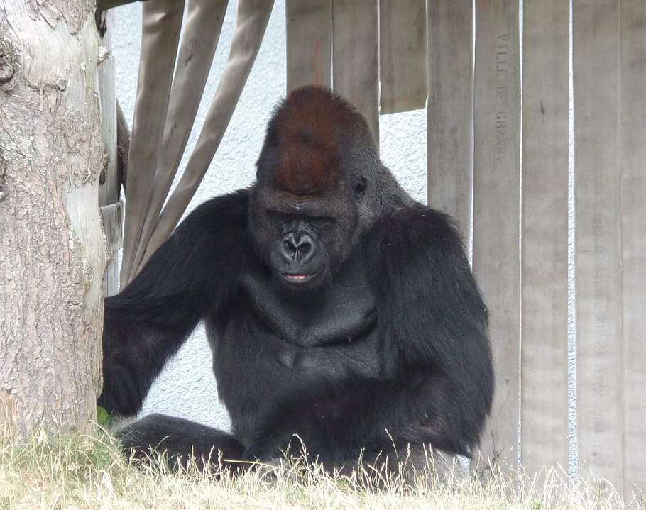 gorilla, zoo, nature, mammal, primate, animal wildlife, ape HD wallpaper