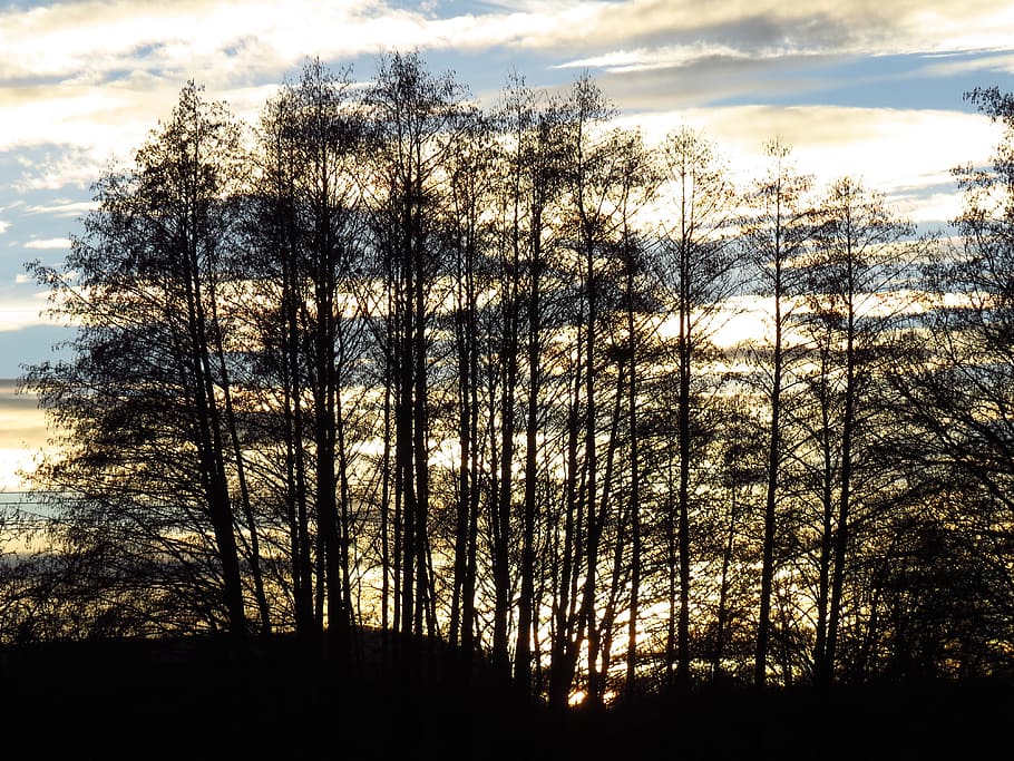 trees, forest, contour, black, silhouette, back light, evening HD wallpaper