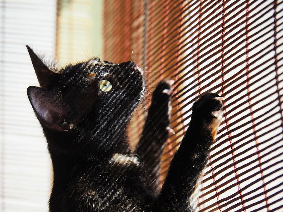 black car leaning on brown window blinds, pet, cat, look, kitten HD wallpaper