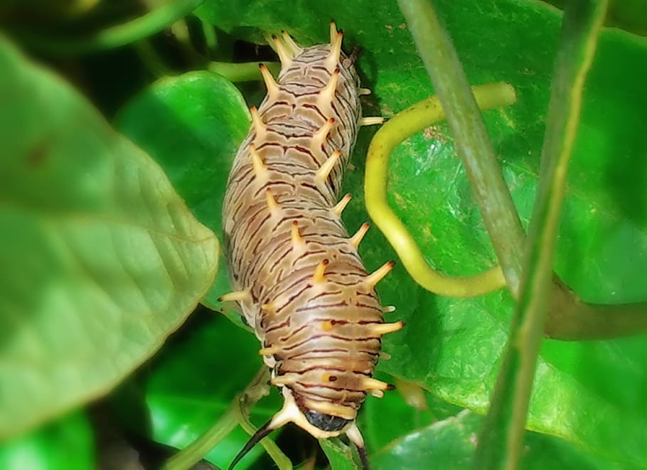 caterpillar, prague, macro, nature, plant, detail, garden, animal themes HD wallpaper