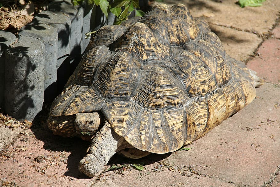 HD wallpaper: tanzanian leopard tortoise, tropical land turtle, african ...