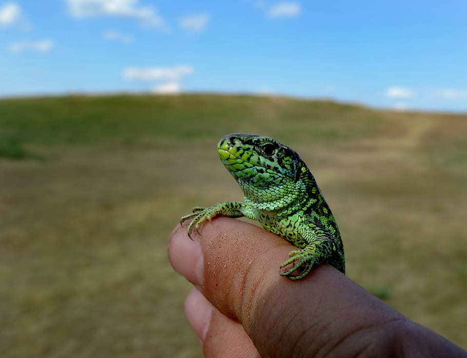 Green, Lizard, Nature, Green Lizard, scales, wild, reptile HD wallpaper