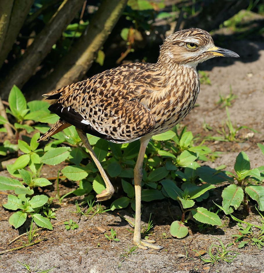 bird, pride, ernst, on a leg, stand, attention, relaxation HD wallpaper