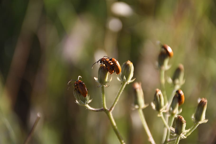 mating, insects, insects mating, winged insects, couple, copulation HD wallpaper