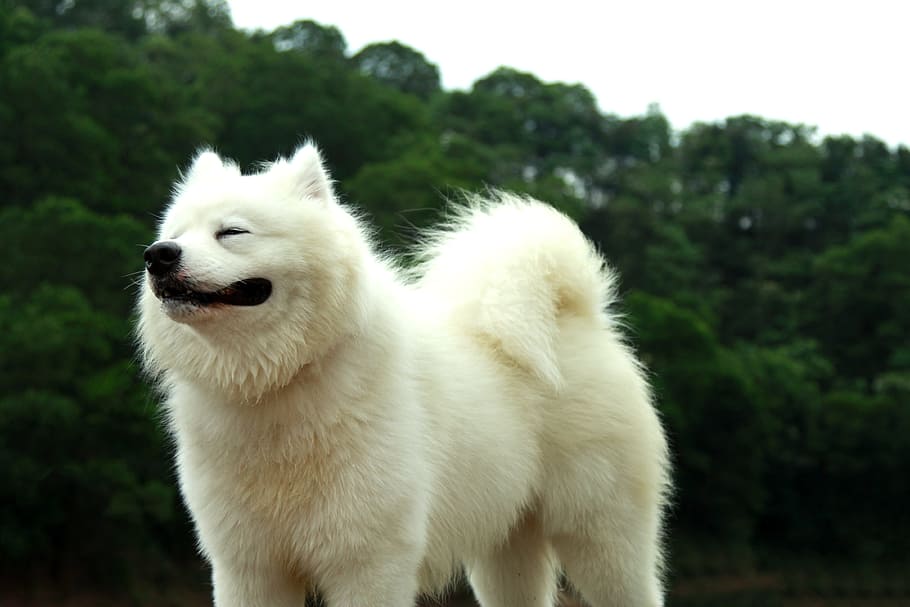 samoyed, pets, sled dogs, animal, animal themes, one animal HD wallpaper