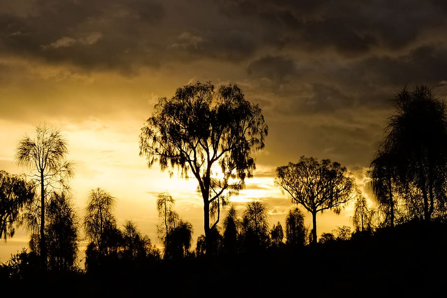 dawn, bush, australia, tree, plant, sky, beauty in nature, silhouette HD wallpaper