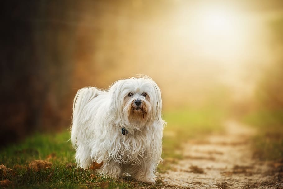 adult white maltese walking on ground at daytime, dog, flare