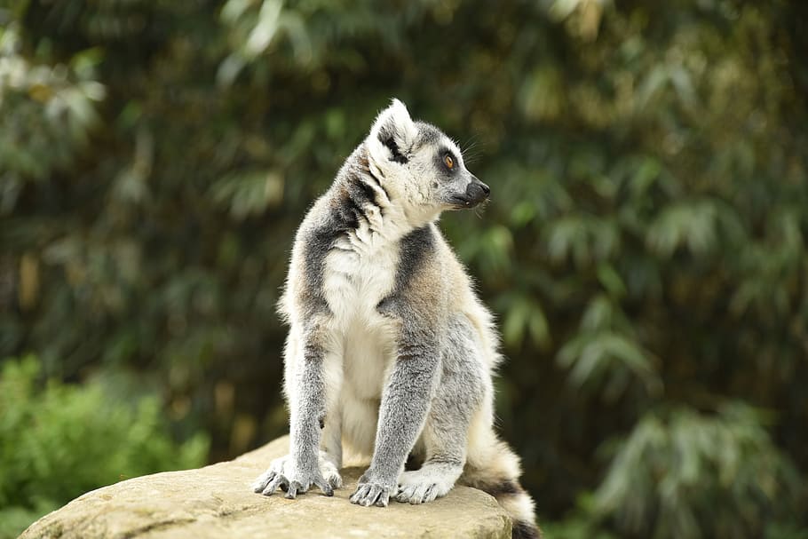 meerkat, monkey, zoo, animals, one animal, animal wildlife HD wallpaper