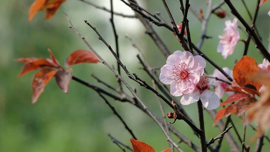 Flower, Spring, yu lee, nature, growth, fragility, pink color HD wallpaper