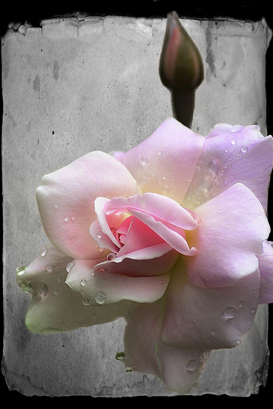 closeup photo of pink rose flower, bud, beautiful, plant, macro HD wallpaper
