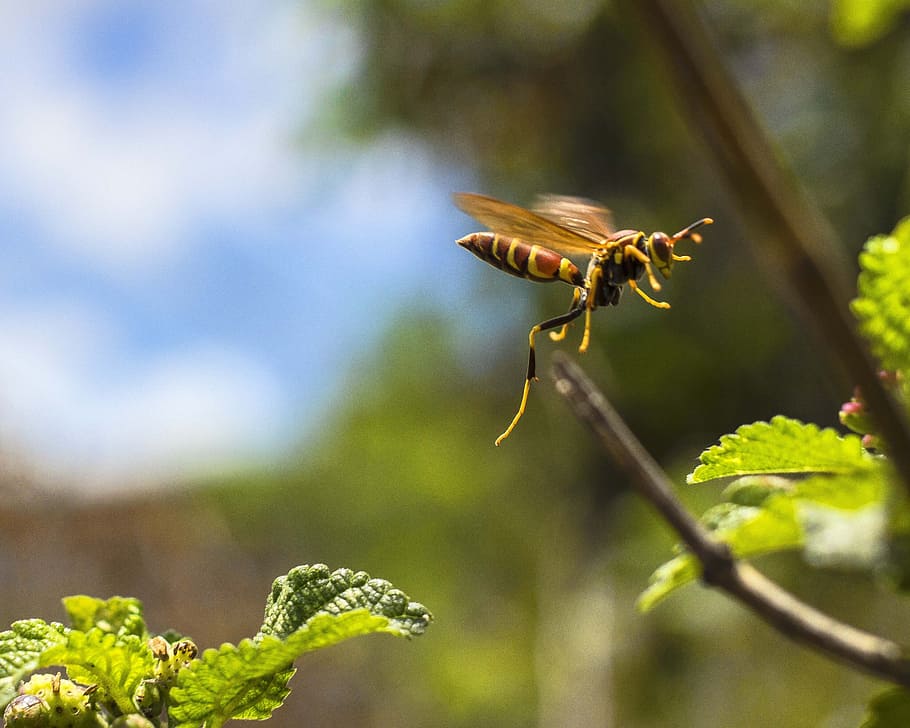 wasp, nature, insect, macro, flower, bee, leaf, spring, garden HD wallpaper