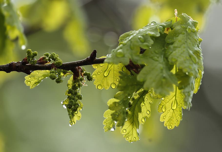 close-up photo of wet leaf on branch, flower, oak, rain, tree HD wallpaper