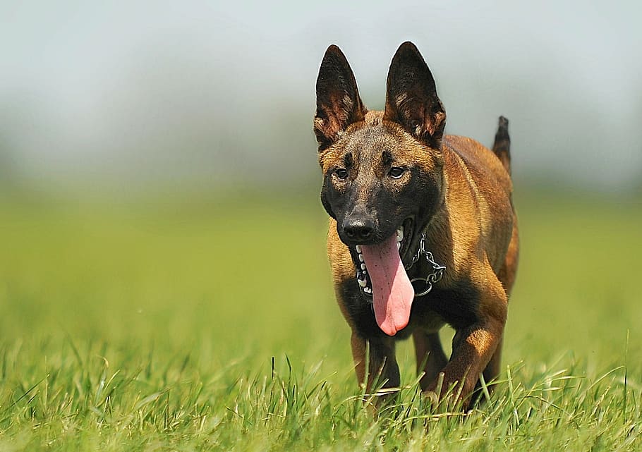 brown Belgian malinois puppy running on grass field during daytime close-up photography, HD wallpaper