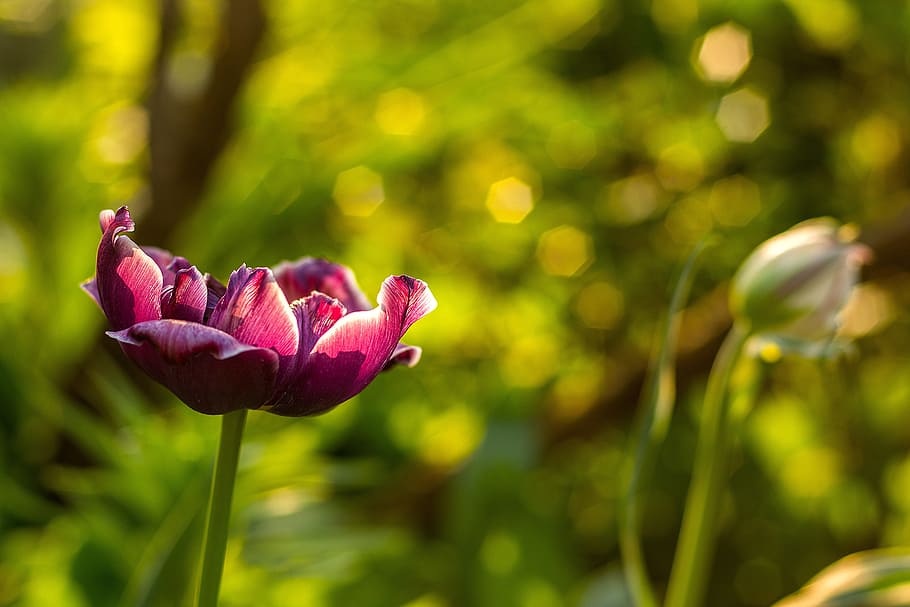 flower, sunrise, nature, landscape, mood, meadow, sunset, spring HD wallpaper