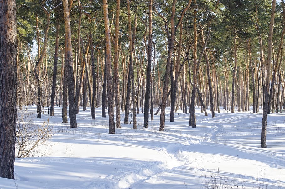 tree, wood, winter, nature, snow, landscape, season, outdoors HD wallpaper