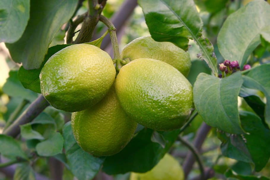 Lemon Tree, Fruit, Green, Yellow, citrus, growth, leaves, mediterranean HD wallpaper