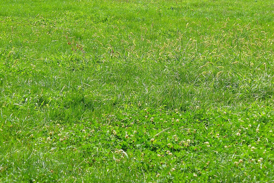 green grass field, Texture, Nature, background, natural, lawn HD wallpaper