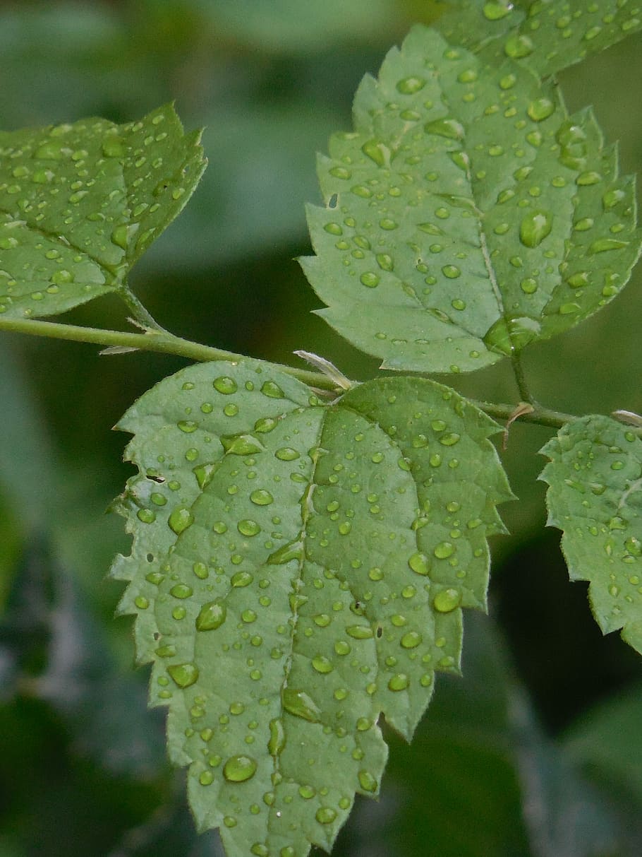 Dew, Leaves, Leaf, Green, Water, Water, Drop, plant, nature HD wallpaper