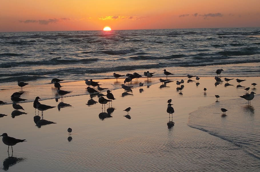 birds on seashore, sunset, ocean, sea gulls, beach, sky, colorful HD wallpaper